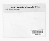 Isaria clavata image